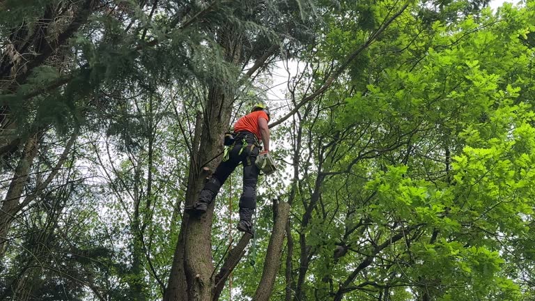 Best Tree Health Inspection  in Kdeer, IL